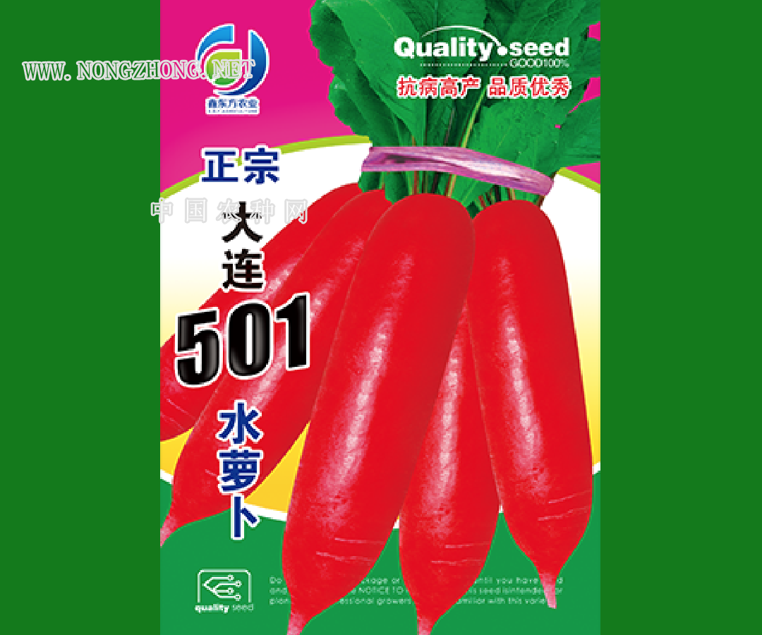 大连501水萝卜